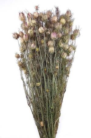 CZARNUSZKA DAMASCEŃSKA KOLOR NATURALNY (Nigella damascena) suszki dekoracyjne kwiaty na suche bukiety
