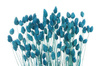 KANAR KOLOR NIEBIESKI "2" suszona trawa ozdobna Phalaris canariensis mozga kanaryjska suszki dekoracyjne do wazonu