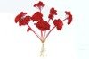KRWAWNIK WIĄZÓWKOWATY KOLOR CZERWONY (Achillea filipendulina) barwiony susz roślinny do dekoracji