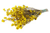 ZŁOCISZEK OSKRZYDLONY KOLOR ŻÓŁTY wiekuistka rozgałęziona (Ammobium alatum) suszki dekoracyjne kwiaty suszone na bukiety